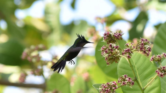 colibri, petit oiseau magnifique
